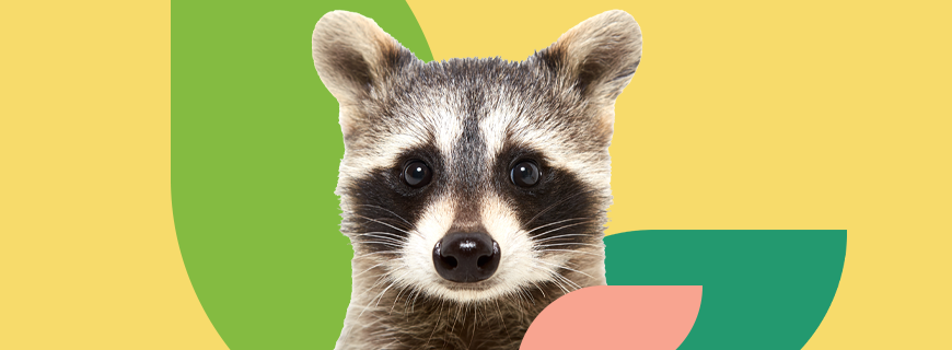 Raccoon in front of colourful abstract shapes.