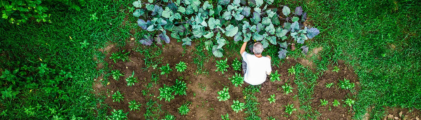 Food and Nutrition Services