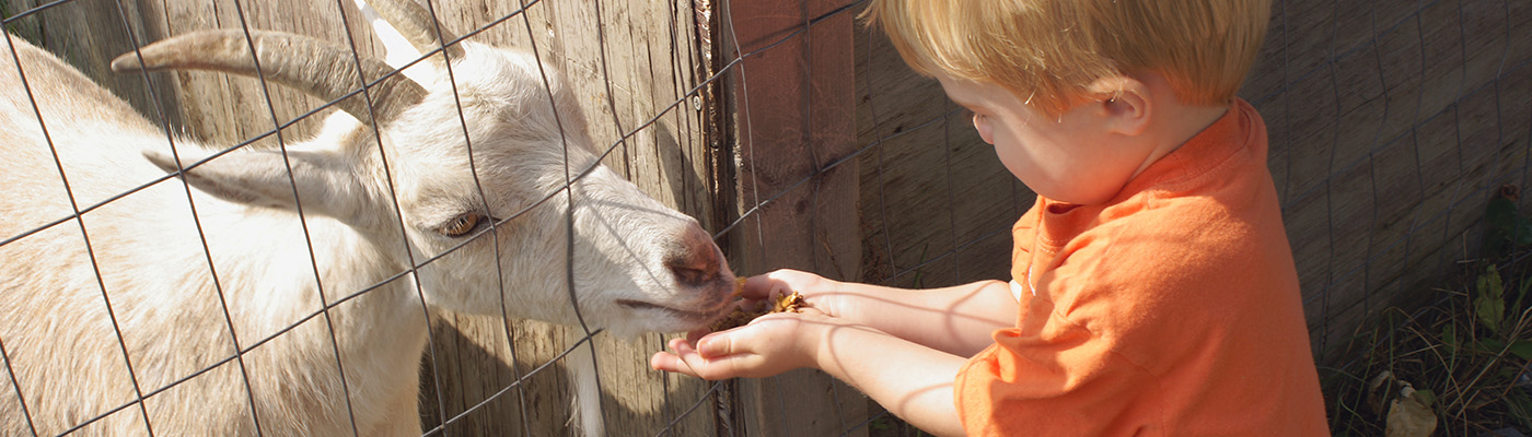 Young child feeding goat through a fence