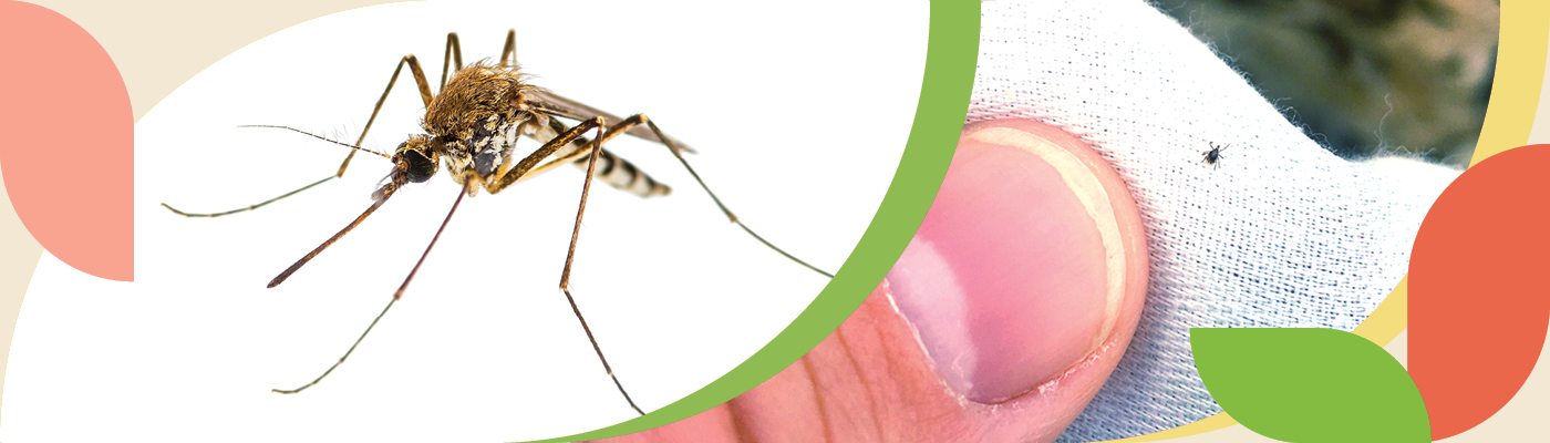 A mosquito and a tick on a piece of white fabric that someone is holding